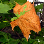 foto here