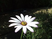 Fresh as a daisy