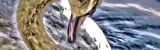 swan