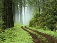 the forest