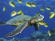 a turtle in the sea